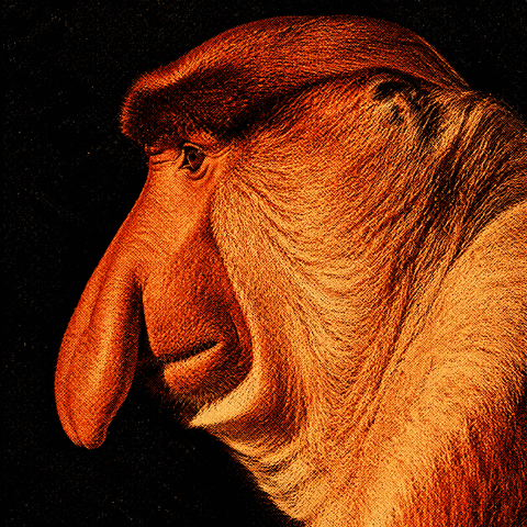 Animated proboscis monkey editorial portrait